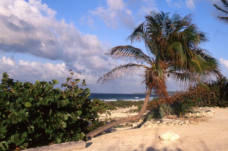 Island;Cayman Island;palm tree;sand;blue sky